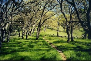 Frequency Adaptation